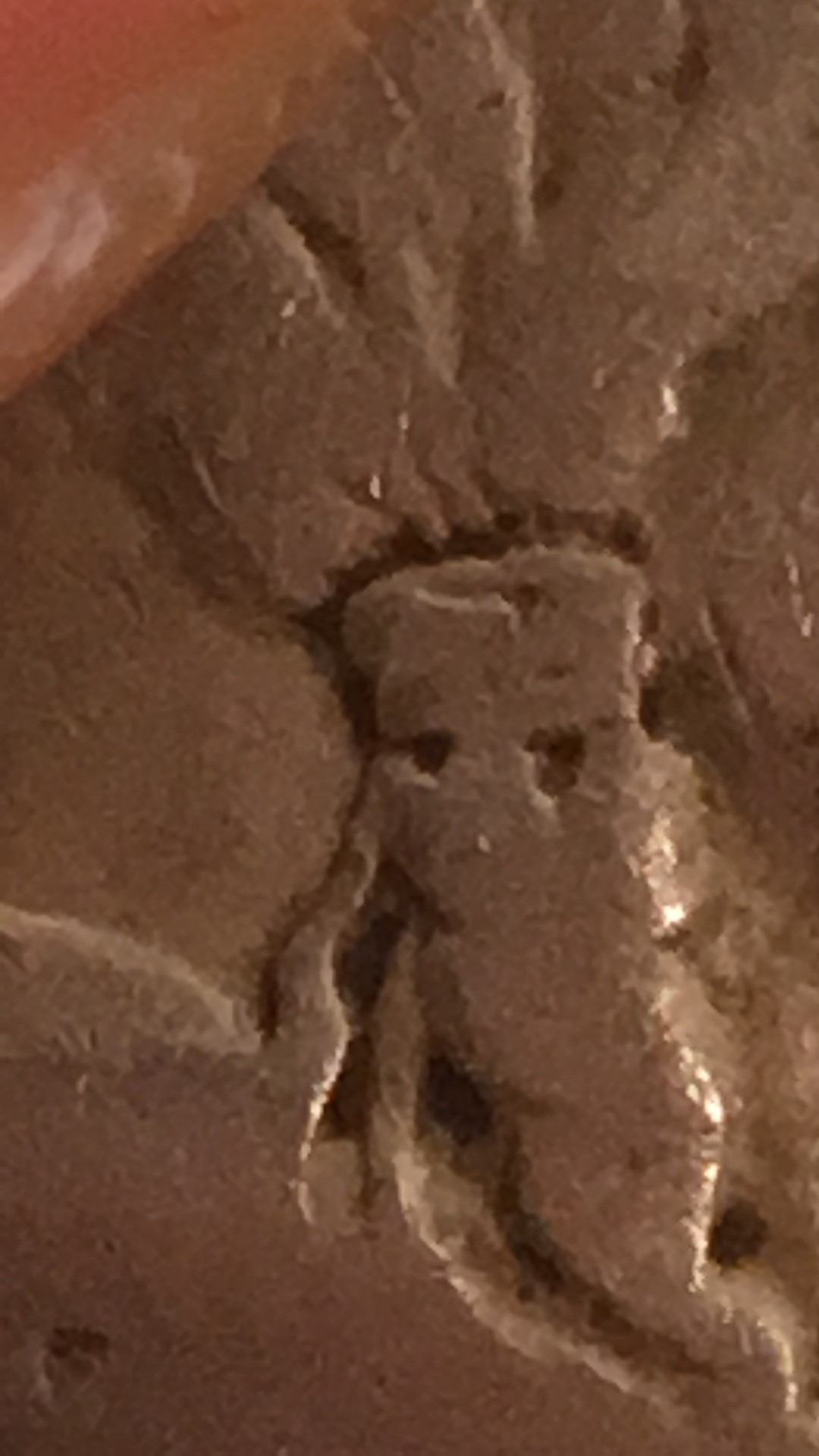 1921-Buffalo-Nickel:-Is-It-A-Rare-S?--Should-I-Acid-Wash-It-To-Find-Out?